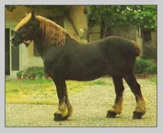 Jütländer