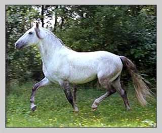 Lusitano