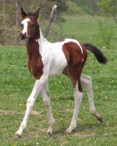 Pinto/Paint Horse