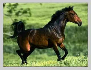 Quarter Horse