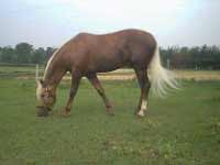 Rocky Mountain Pony