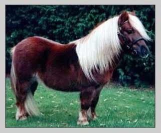 Shetland Pony