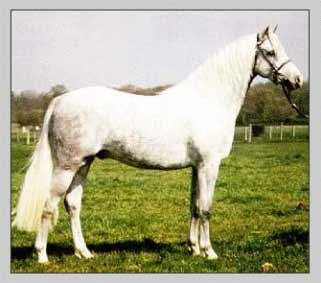 Welsh Cob