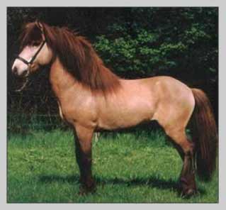 Isländer/ Islandpony