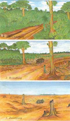 Rodung des Regenwaldes